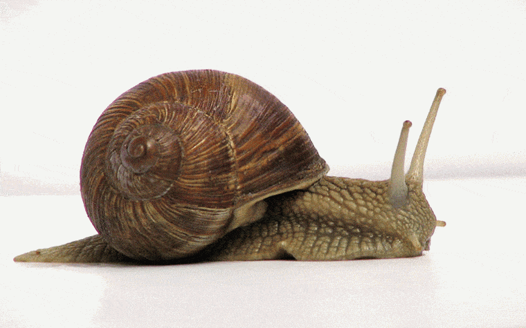 escargot